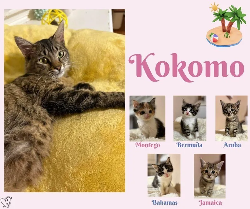 Kokomo thumbnail 2