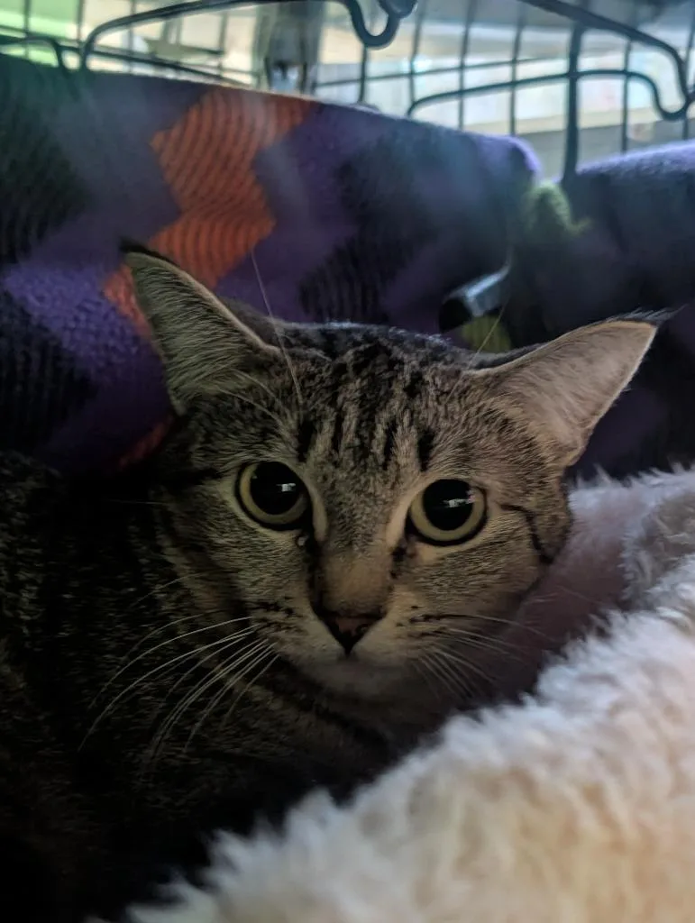 A young medium-sized female Domestic Short Hair cat named Mama Bear Mama for adoption in Shelton, WA