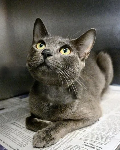 An adult small-sized female Domestic Short Hair cat named Gigi for adoption in West Seneca, NY