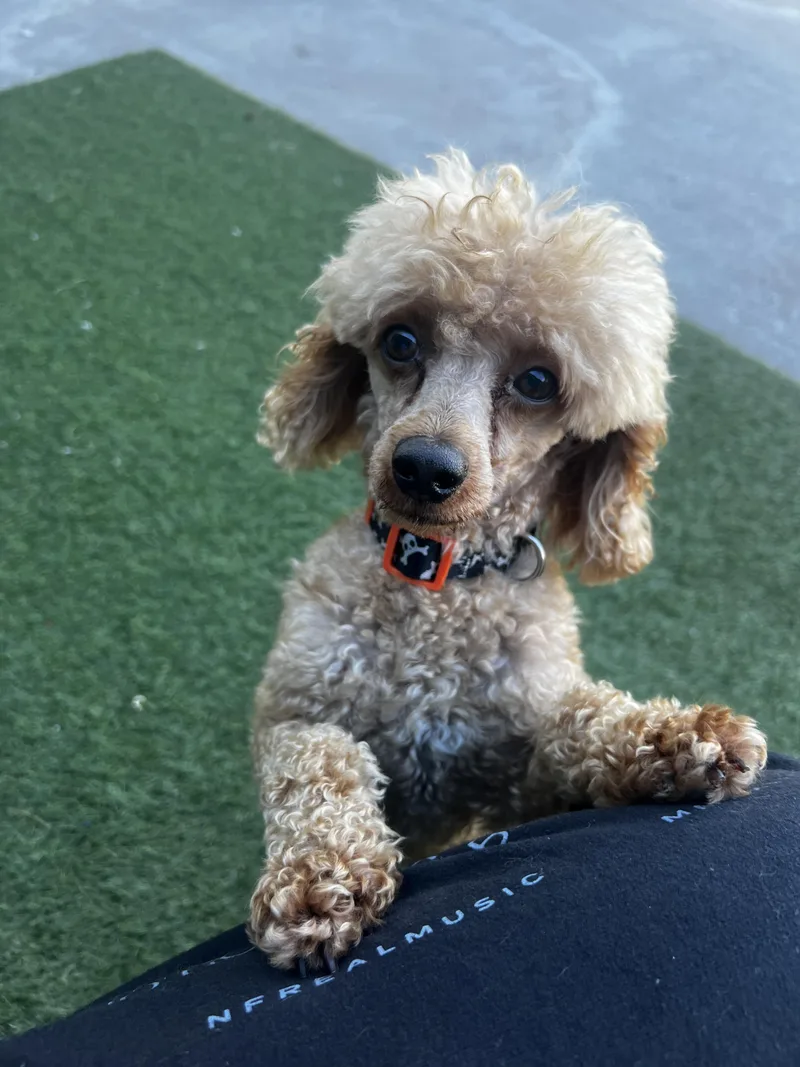 A young small-sized male Apricot / Beige Miniature Poodle dog named Tramp for adoption in Lexington, KY