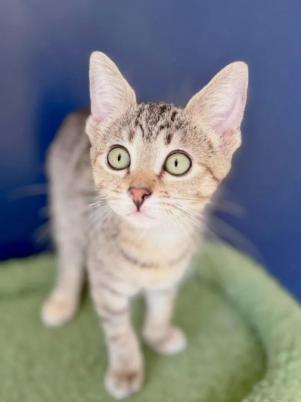 A young small-sized female Domestic Short Hair cat named Jade for adoption in Bonsall, CA