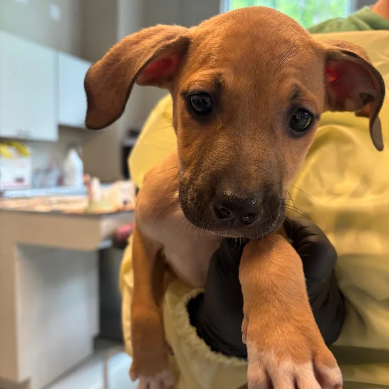 A baby small-sized female Yellow / Tan / Blond / Fawn Mixed Breed dog named Maysie for adoption in Huntington, WV