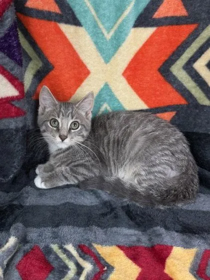 A baby medium-sized male Domestic Short Hair cat named 7129 (Angus) for adoption in Lake City, MI