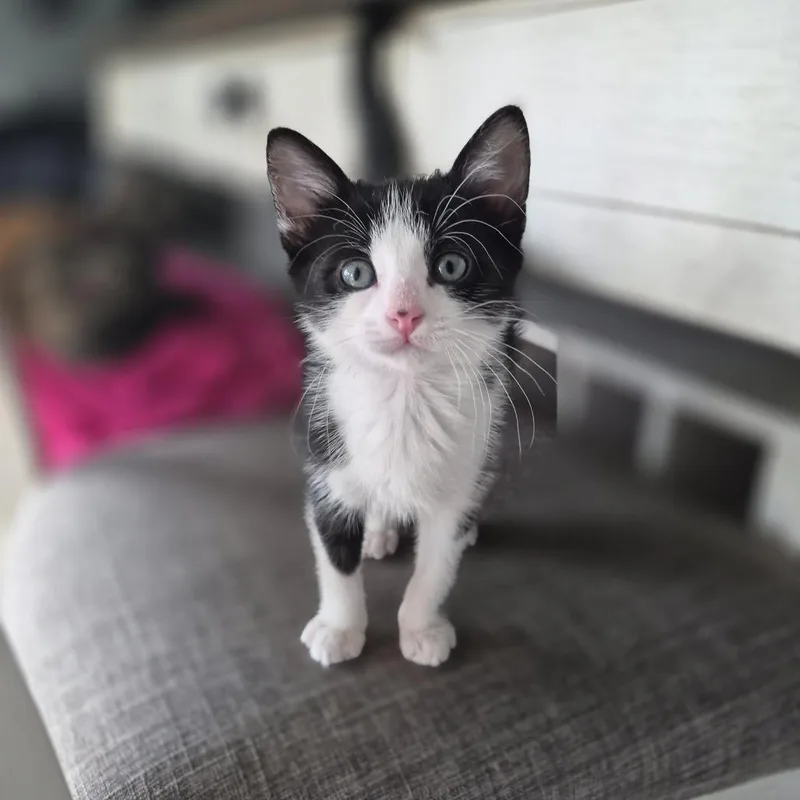 A baby small-sized female Black Domestic Short Hair cat named Kacy for adoption in Columbia, MO
