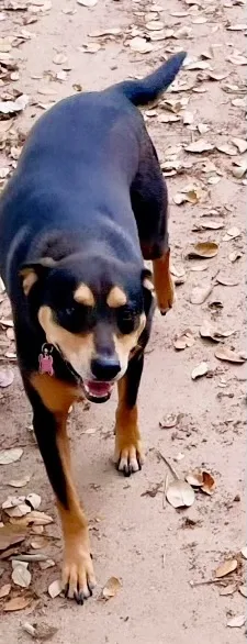 Henry “hinny Honey” thumbnail 2