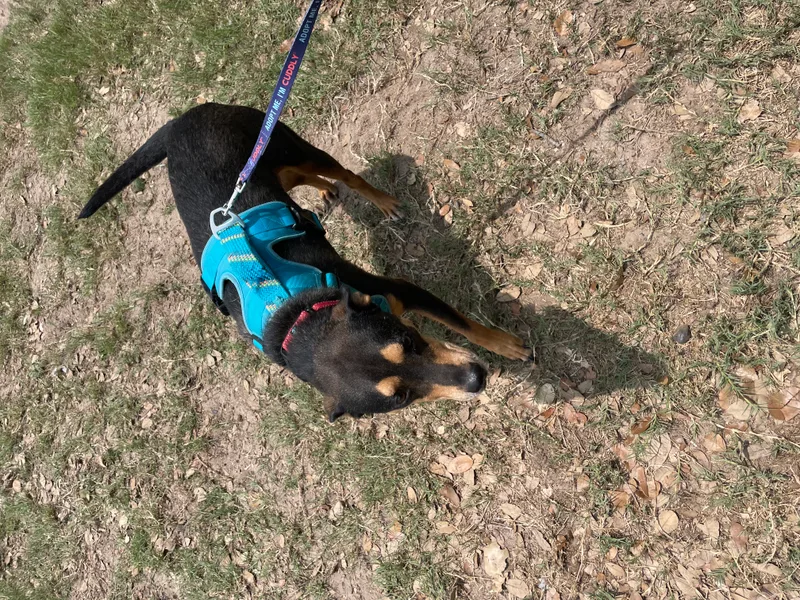 Henry “hinny Honey” thumbnail 4