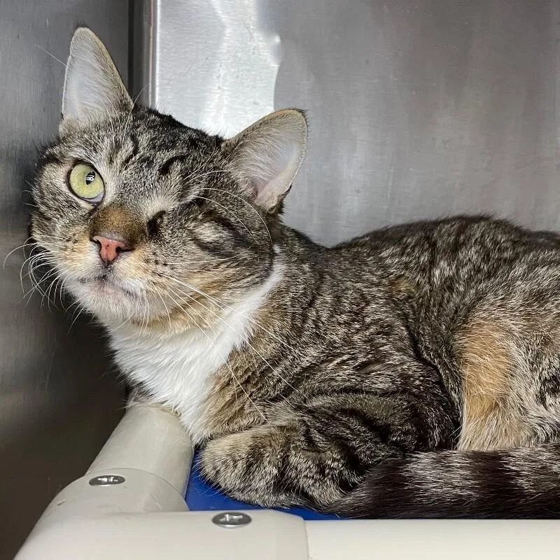 An adult medium-sized male Domestic Short Hair cat named Macaroni Salad for adoption in Roanoke, VA