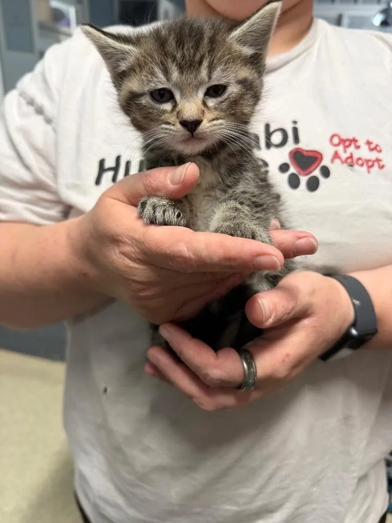 A baby small-sized female Domestic Short Hair cat named Bambi for adoption in Virginia, MN