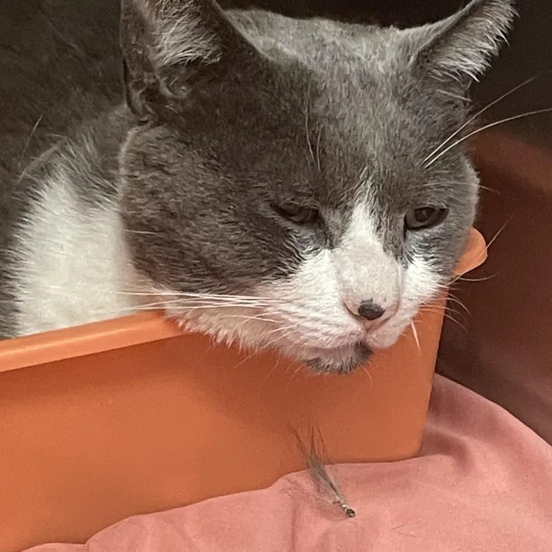 A young large-sized male Gray / Blue / Silver Domestic Short Hair cat named Ziggy for adoption in Philadelphia, PA