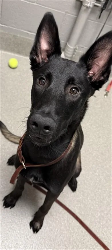 A young large-sized male Belgian Shepherd / Malinois dog named Duke for adoption in Las Vegas, NV