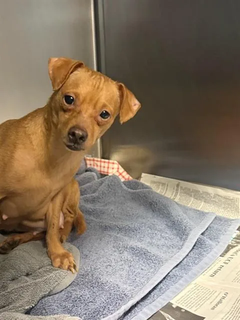 A young small-sized female Mixed Breed dog named Baby Gorgeous for adoption in Jacksonville, FL