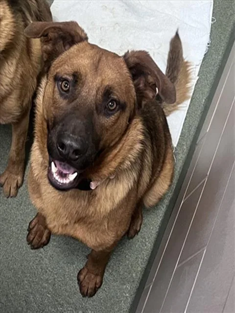 A young medium-sized male German Shepherd Dog dog named Tiger for adoption in Santa Fe, NM