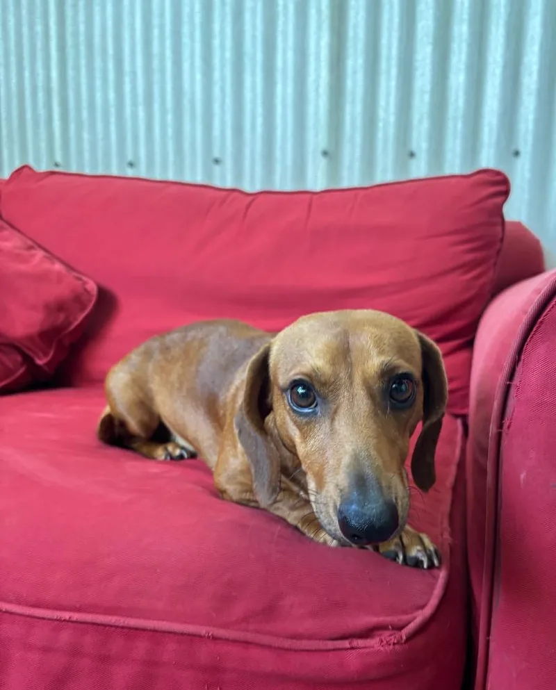 An adult medium-sized male Dachshund dog named Zed for adoption in Luling, TX