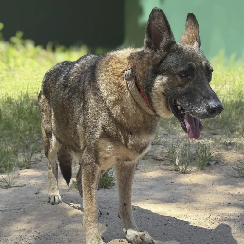 An adult large-sized female Sable German Shepherd Dog dog named Lulu GSD for adoption in Caldwell, TX