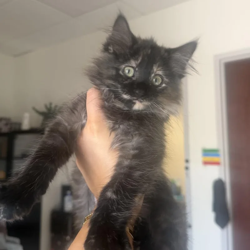 A baby small-sized female Tortoiseshell Domestic Long Hair cat named Loofah for adoption in St. Paul, MN