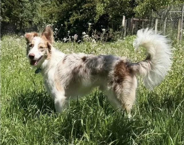 A young medium-sized male White / Cream Border Collie dog named Charlie for adoption in Santa Rosa, CA