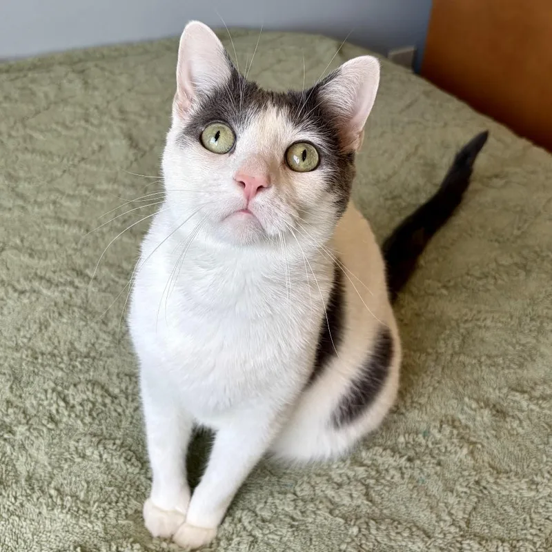 An adult small-sized male Domestic Short Hair cat named Clover for adoption in Costa Mesa, CA