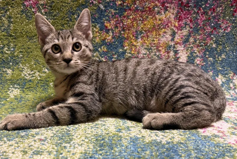 A baby medium-sized male Brown / Chocolate Domestic Short Hair cat named Dilly for adoption in Oviedo, FL