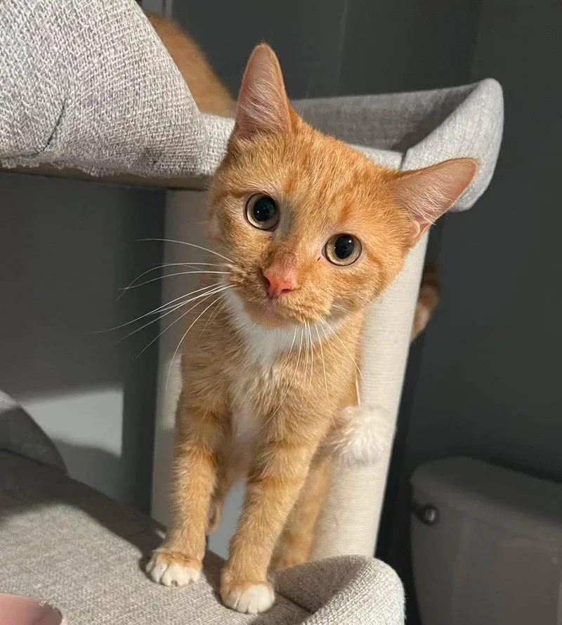 A baby medium-sized female Tabby (Orange / Red) Domestic Short Hair cat named Pici for adoption in Chicago, IL