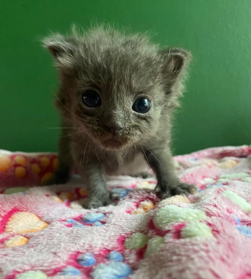 A baby small-sized female Domestic Long Hair cat named Sundae for adoption in Leonardtown, MD