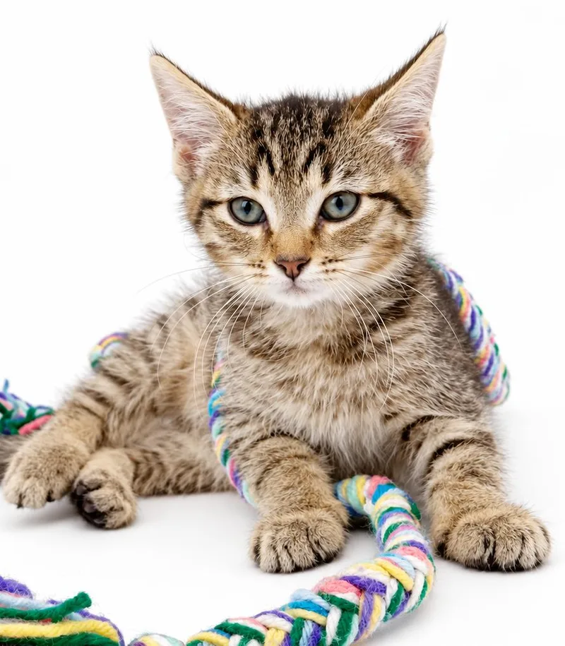 A baby small-sized male Tabby (Leopard / Spotted) Tabby cat named Leo is a loveerrrrrrr for adoption in Bedford Hills, NY