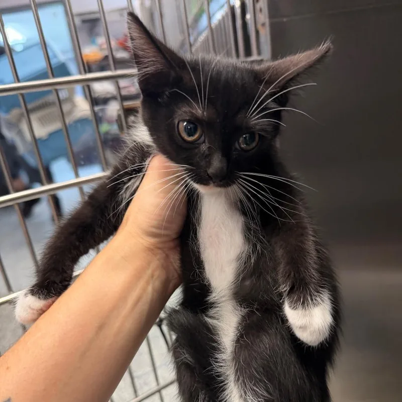 A baby small-sized female Black Domestic Short Hair cat named P.m. for adoption in Port Charlotte, FL