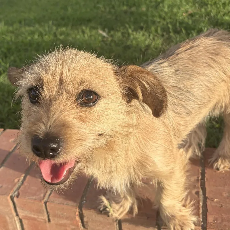 A young small-sized female Border Terrier dog named Muffy for adoption in Midland, TX