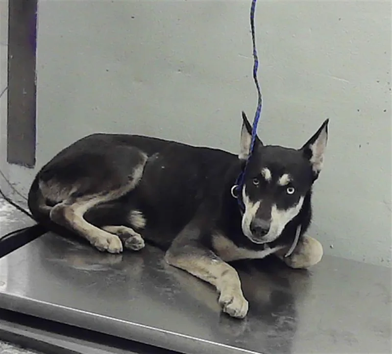 A young large-sized female German Shepherd Dog dog named Gemini for adoption in Houston, TX