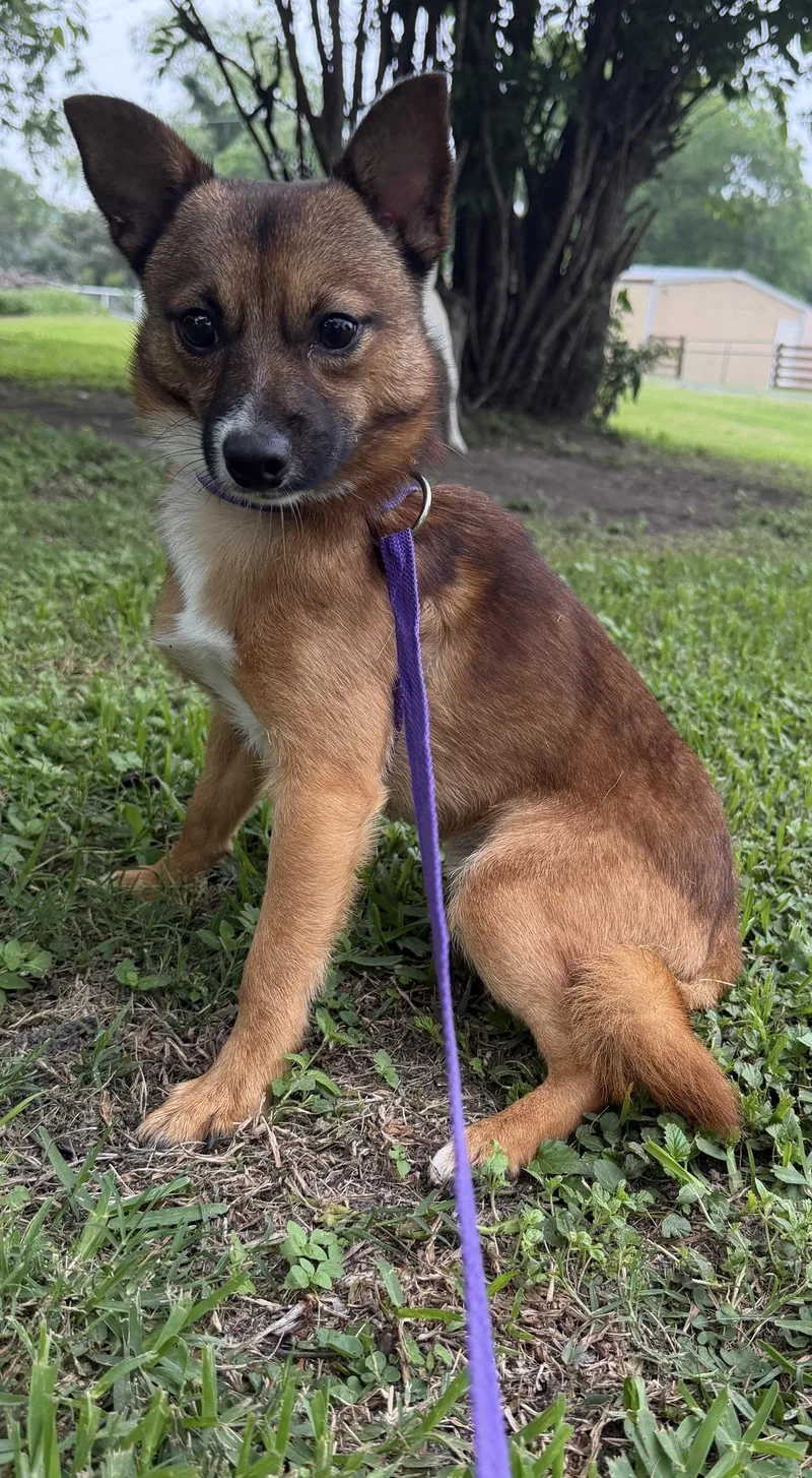 An adult small-sized male Pembroke Welsh Corgi dog named Fisher for adoption in Louise, TX