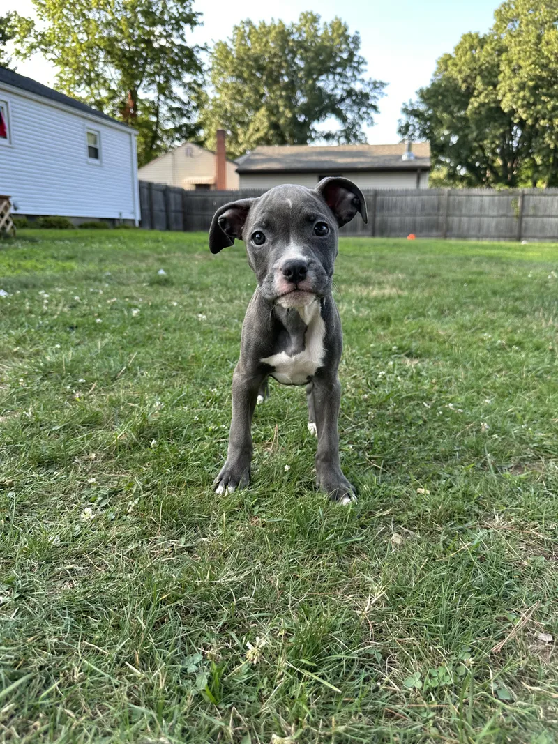 A baby medium-sized female Pit Bull Terrier dog named Mayflower for adoption in Avon, CT