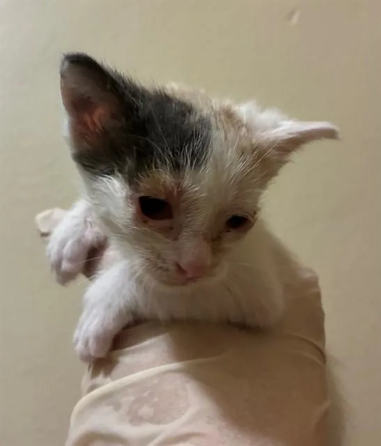 A baby small-sized female Domestic Short Hair cat named Stark for adoption in Riverside, CA