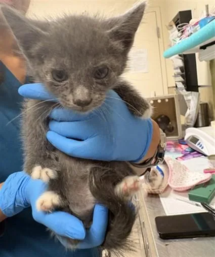 A baby small-sized male Domestic Short Hair cat named Stewy for adoption in Riverside, CA