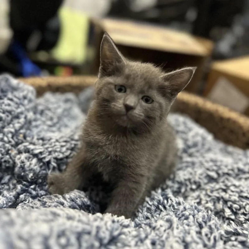 A baby small-sized male Domestic Short Hair cat named Andy for adoption in Fayetteville, AR