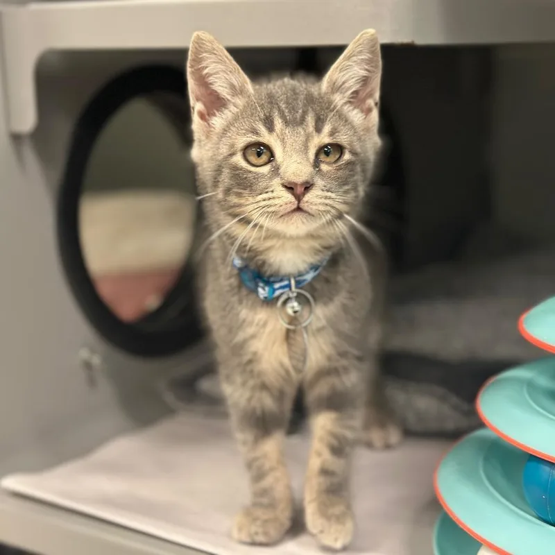 A baby small-sized male Gray / Blue / Silver Domestic Short Hair cat named WV Prizewinner for adoption in Port Washington, NY