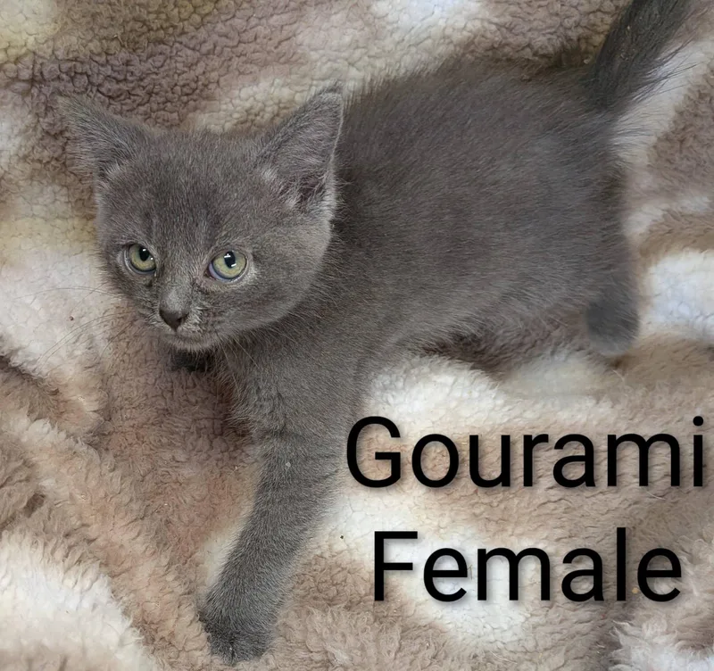A baby small-sized female Gray / Blue / Silver Domestic Short Hair cat named Gourami for adoption in Clarksville, TN