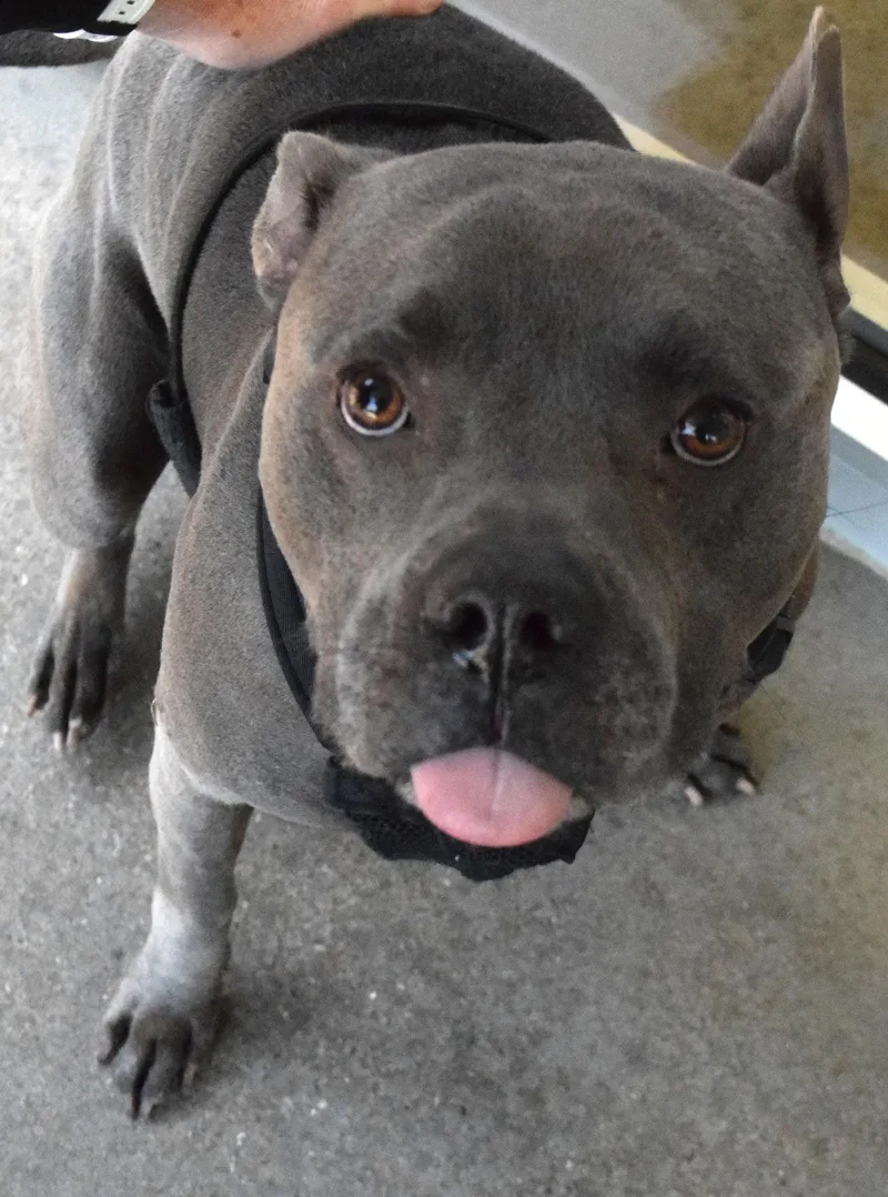 An adult medium-sized male Gray / Blue / Silver Pit Bull Terrier dog named 22440 for adoption in Broken Arrow, OK