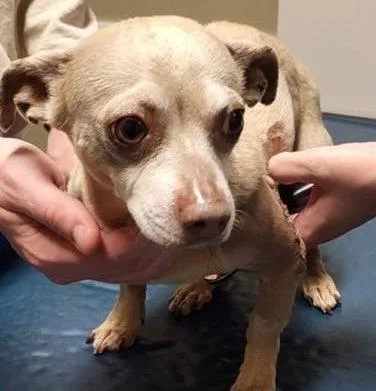 A young small-sized male Chihuahua dog named Yoshie for adoption in Alpharetta, GA
