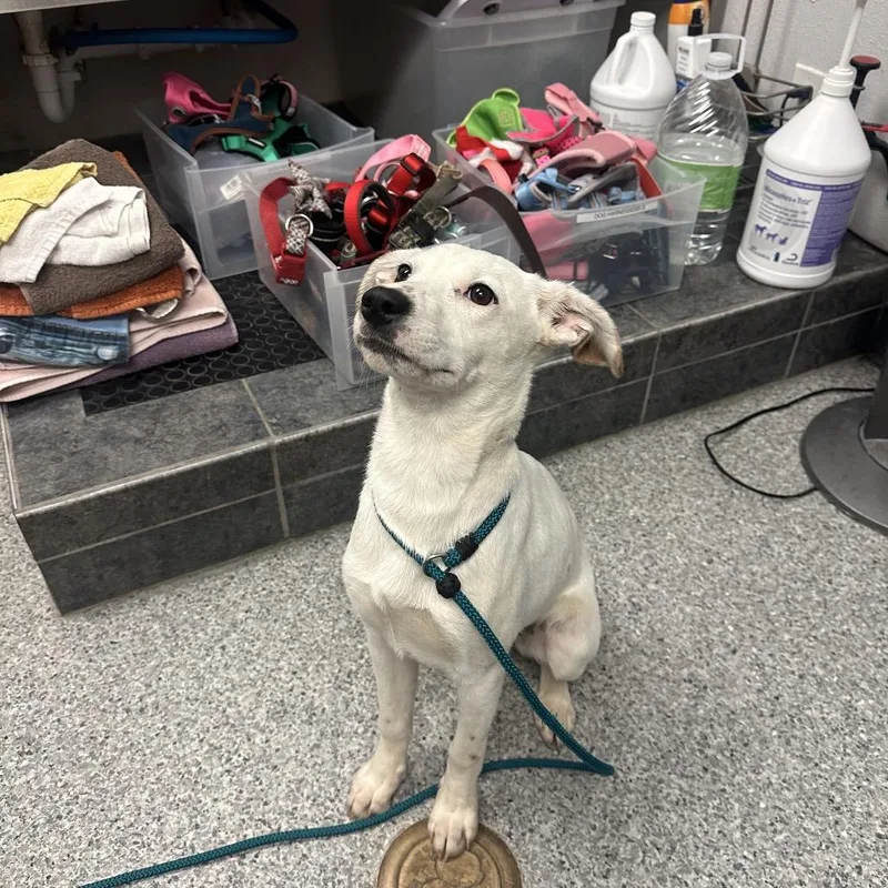 Coraline thumbnail 2