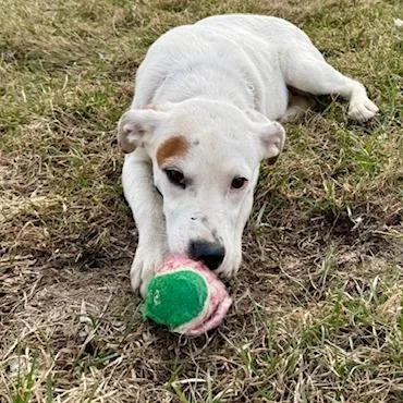 Coraline thumbnail 3