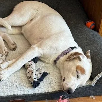 Coraline thumbnail 4