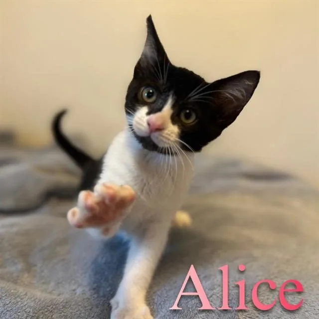 A baby small-sized female Domestic Medium Hair cat named Alice for adoption in Auburn, CA