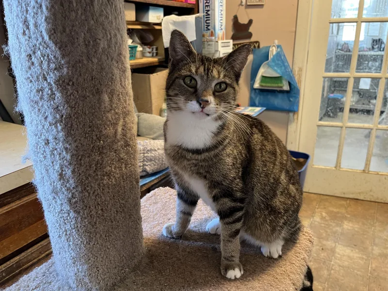 An adult medium-sized female Tabby (Brown / Chocolate) Domestic Short Hair cat named Blessing for adoption in Mount Airy, MD