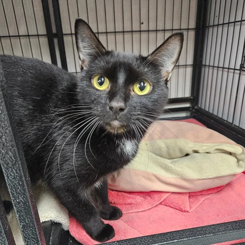 An adult medium-sized female Black Domestic Short Hair cat named Cereal for adoption in Ridgely, MD