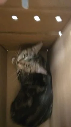 Bella