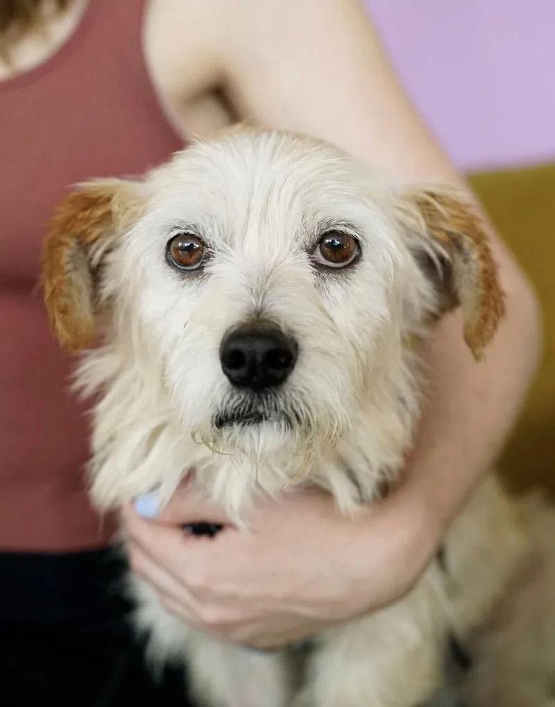 An adult small-sized male Terrier dog named Harold for adoption in Pasadena, CA