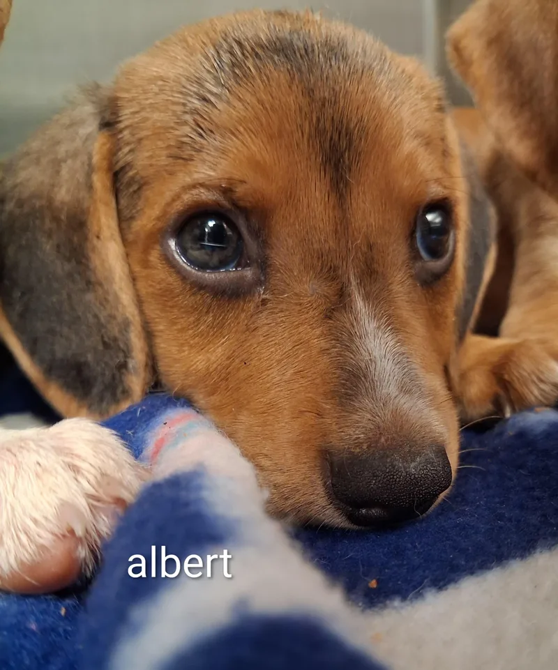 Albert