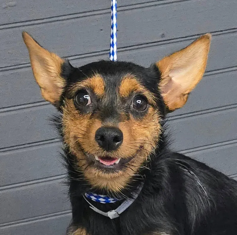A young small-sized female Chorkie dog named Chamomile for adoption in Newport, TN