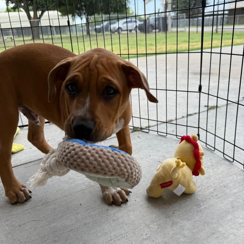 A baby medium-sized male Yellow / Tan / Blond / Fawn Mixed Breed dog named Butcher for adoption in Tulsa, OK