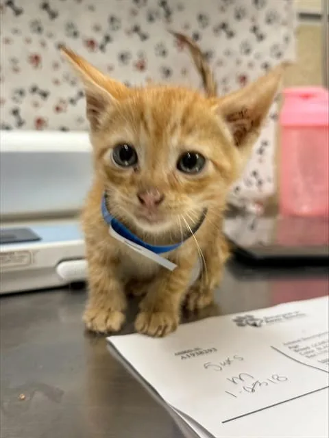 A baby small-sized male Domestic Short Hair cat named Smalls for adoption in Riverside, CA