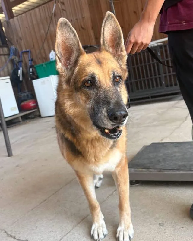 A senior large-sized female Black German Shepherd Dog dog named Maggie for adoption in New Rochelle, NY